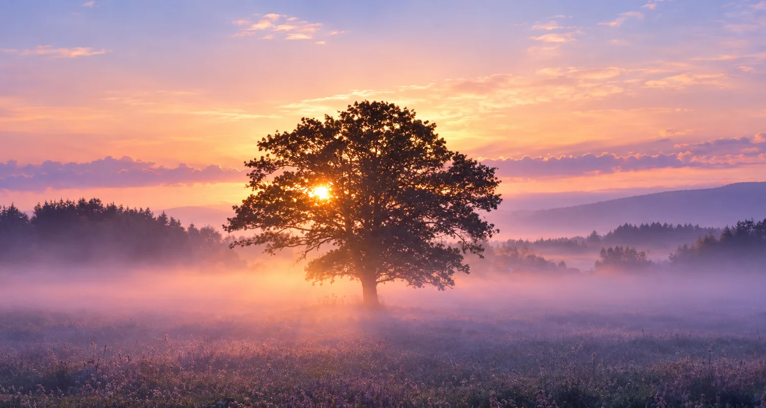 Un arbre dans la brume, éclairé par la lumière dorée du soleil